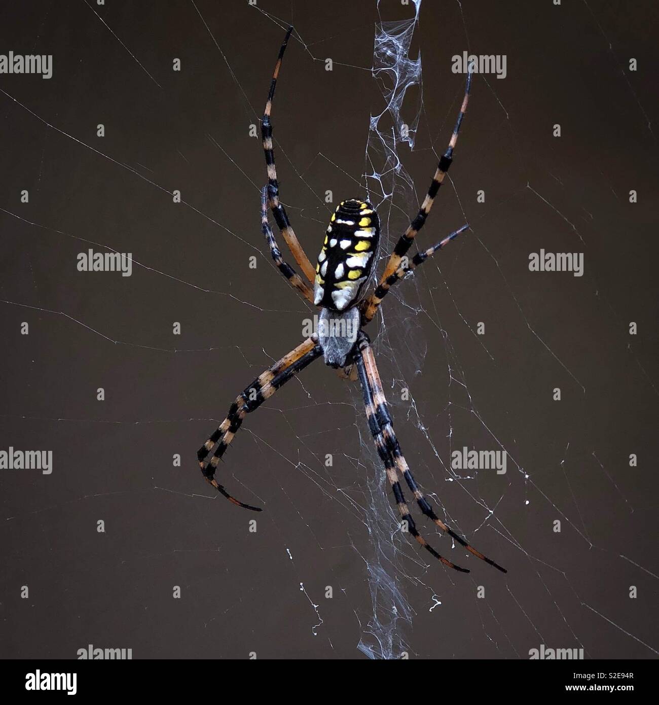 Golden silk-orb weaver spider femelle (Nephila clavipes). Aussi connu comme une banane ou araignée araignée bois géant. - Image de stock capturée avec un smartphone Golden silk-orb weaver spider femelle (Nephila clavipes). Aussi connu comme une banane ou araignée araignée bois géant. - Image de stock capturée avec un smartphone