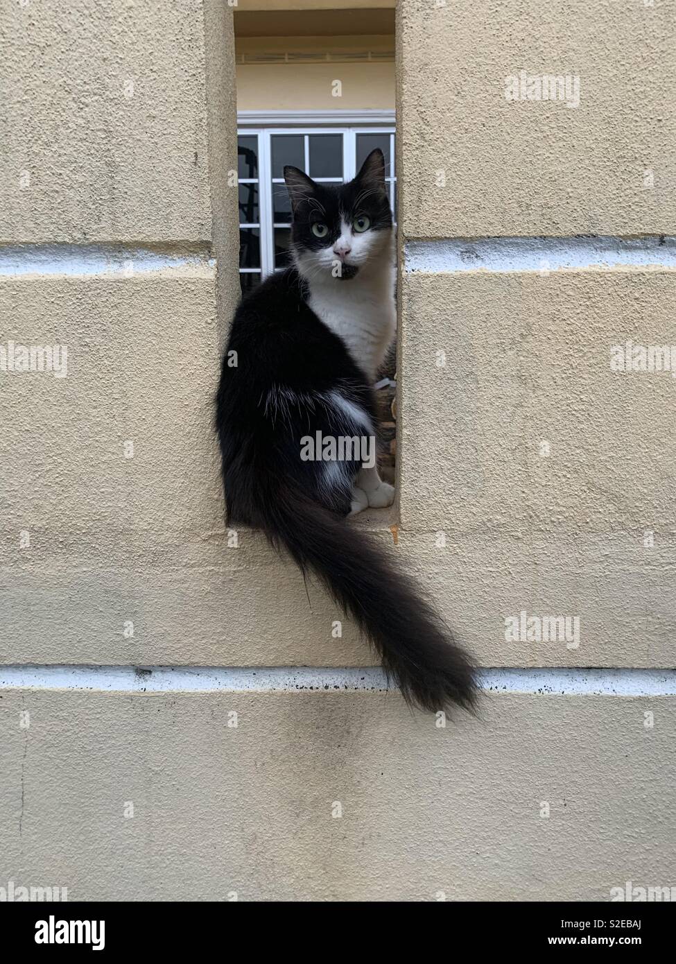 Chat sur le mur Banque de photographies et d’images à haute résolution Alamy