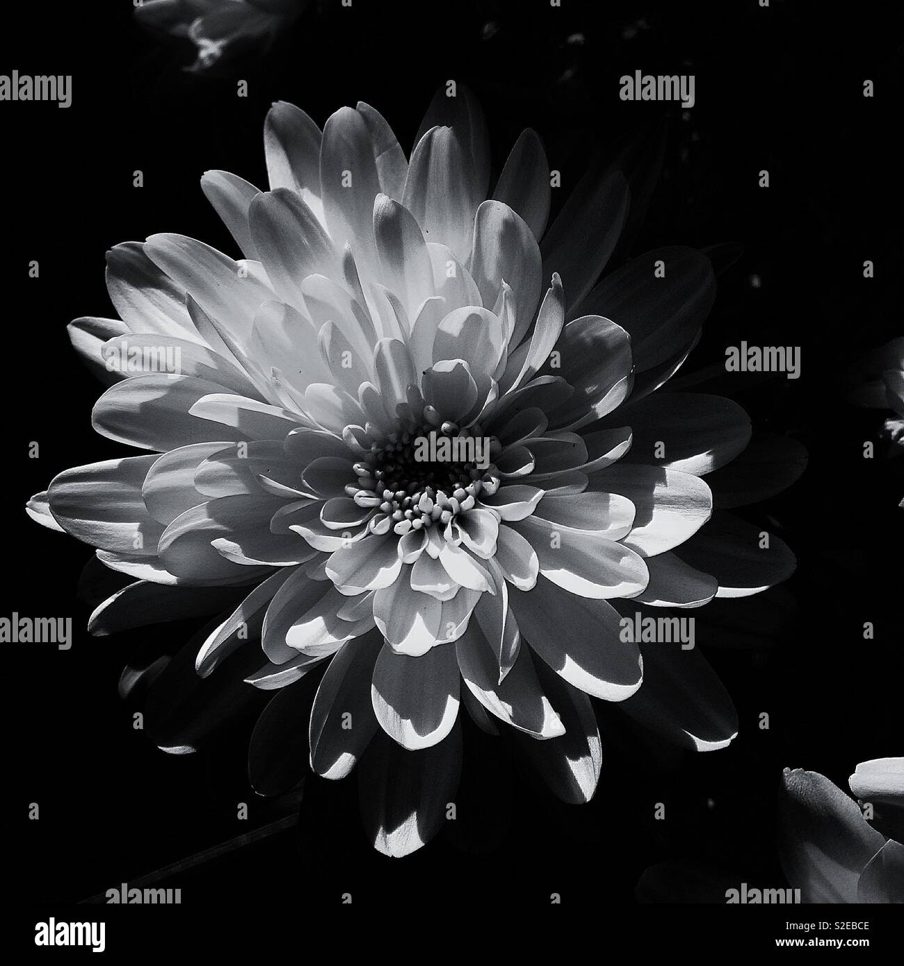 Un B&W photo d'une fleur blanche légèrement avec l'extrême contrastes du noir et blanc. Banque D'Images