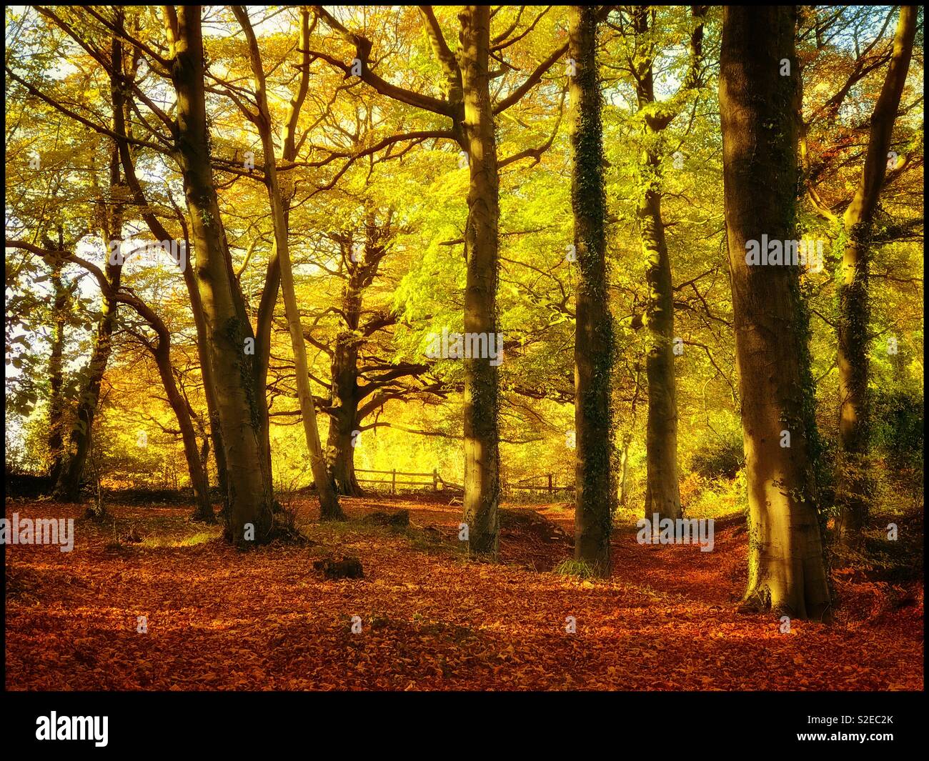 Scène d'une forêt en automne. De grands arbres, de belles couleurs, éclairage intéressant. Crédits photos - © COLIN HOSKINS. Banque D'Images