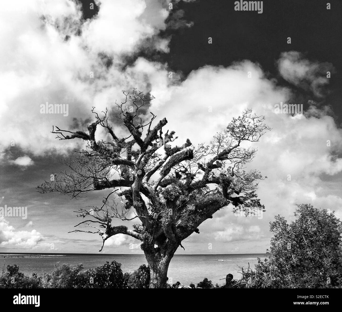 Tourné en noir et blanc d'un grand arbre sur une plage de l'océan Pacifique, Guam. - Image de stock capturée avec un smartphone