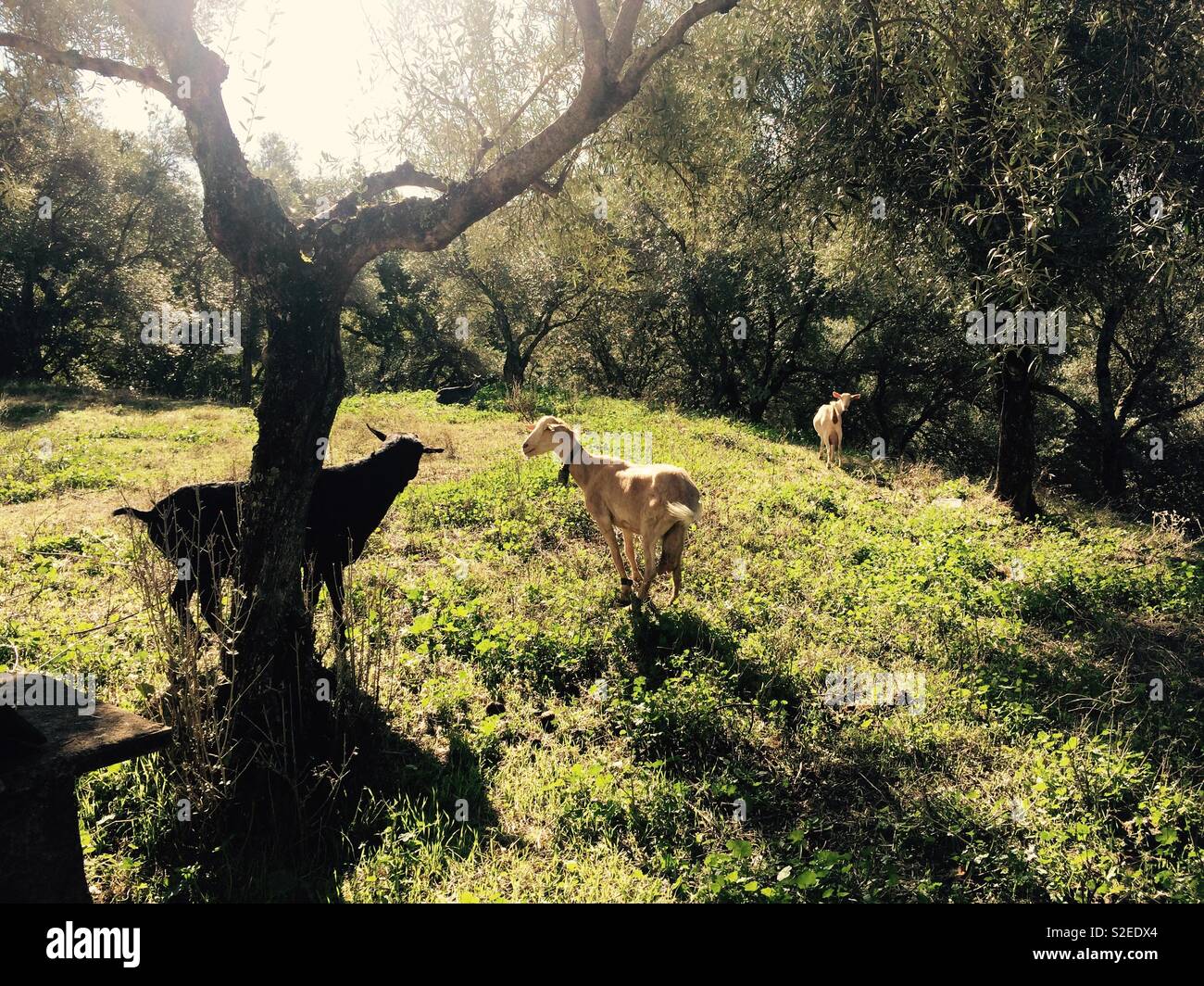 Les chèvres paissant dans les pâturages vallonnés dans les montagnes de Sierra de Aracena en Andalousie Espagne Banque D'Images