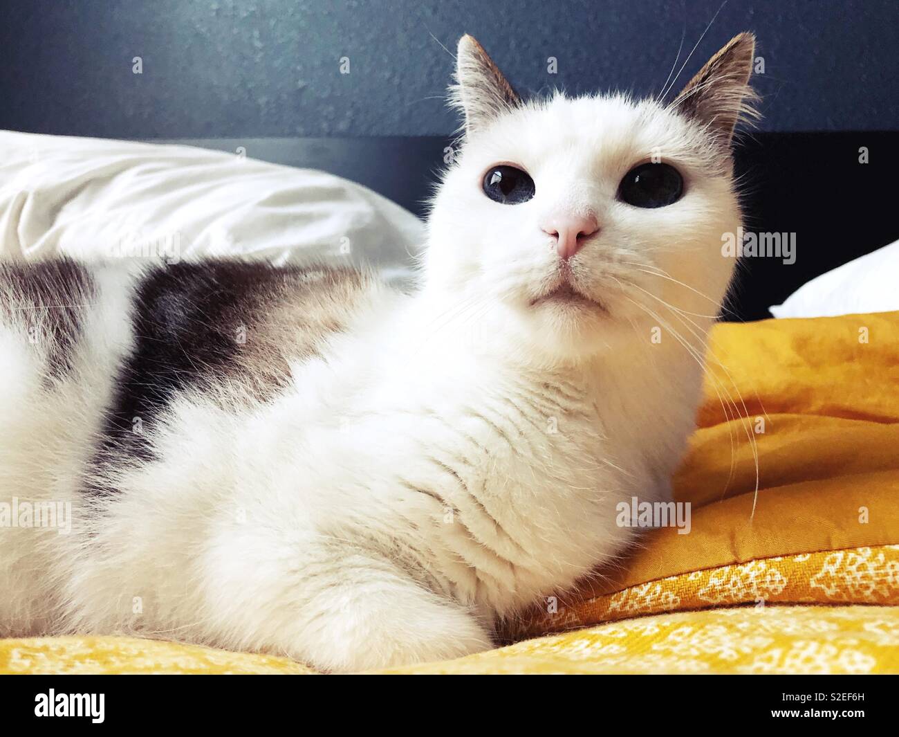 Un chat blanc aux grands yeux allongé sur un lit. Banque D'Images