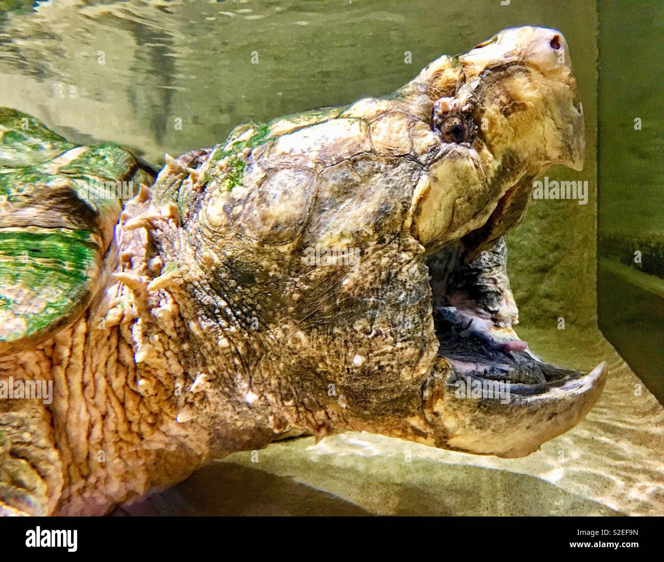 Tortue Alligator avec bouche grande ouverte et bec pointu Banque D'Images