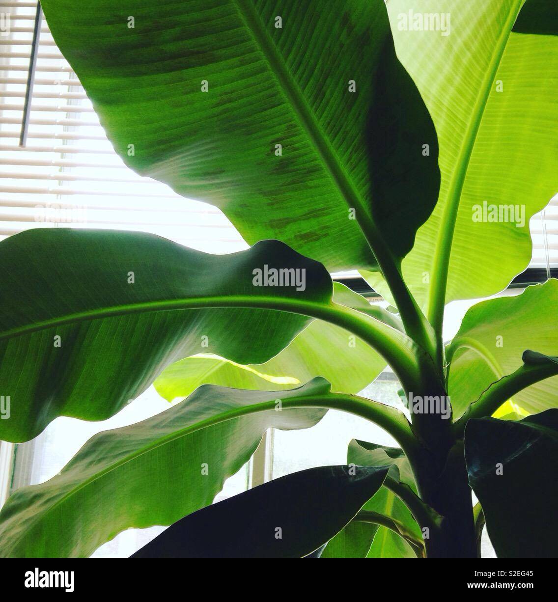 Feuilles de palmiers, bananiers, plantes d'intérieur plantes d'intérieur, palmier, palmier, palmier bananier - Image de stock capturée avec un smartphone