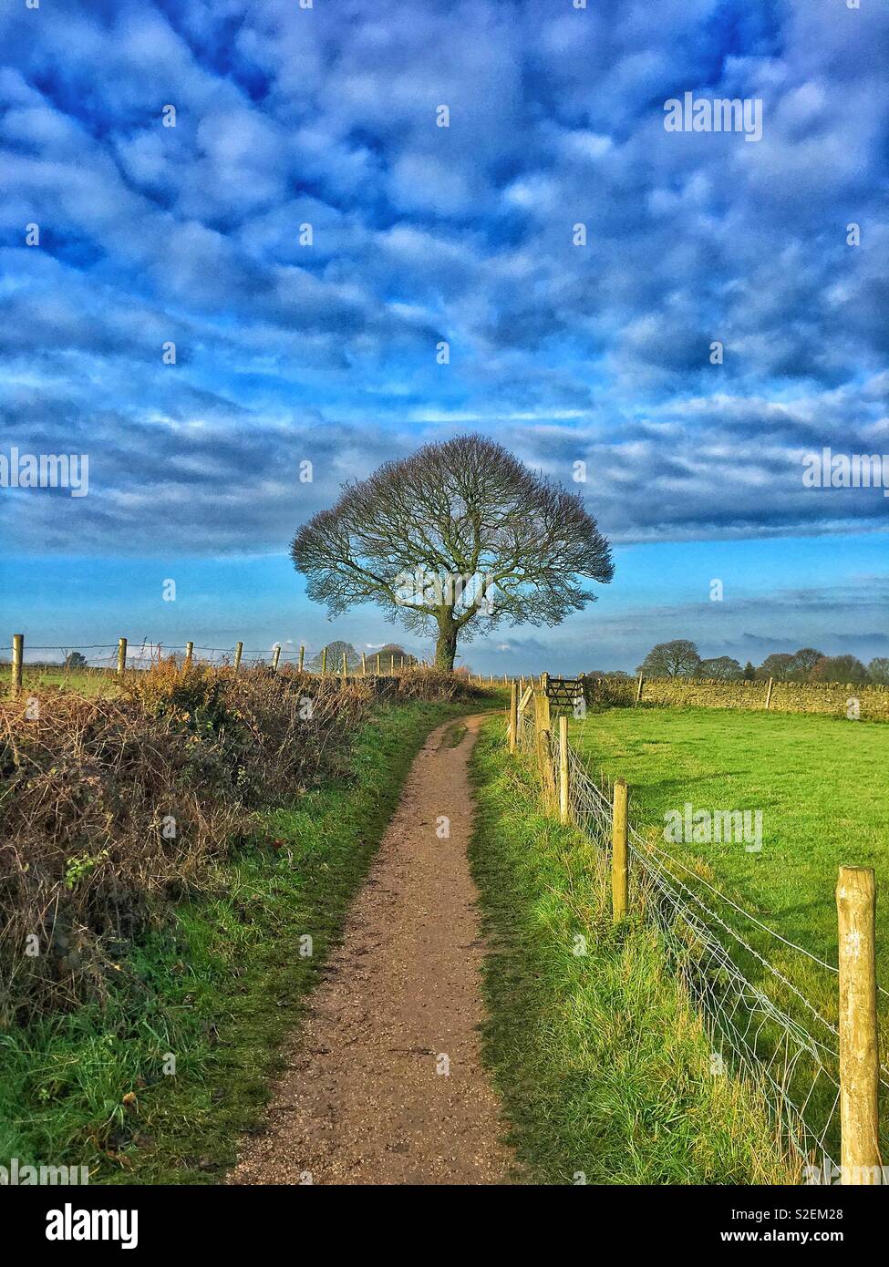 Arbre et chemin d’accès Banque D'Images