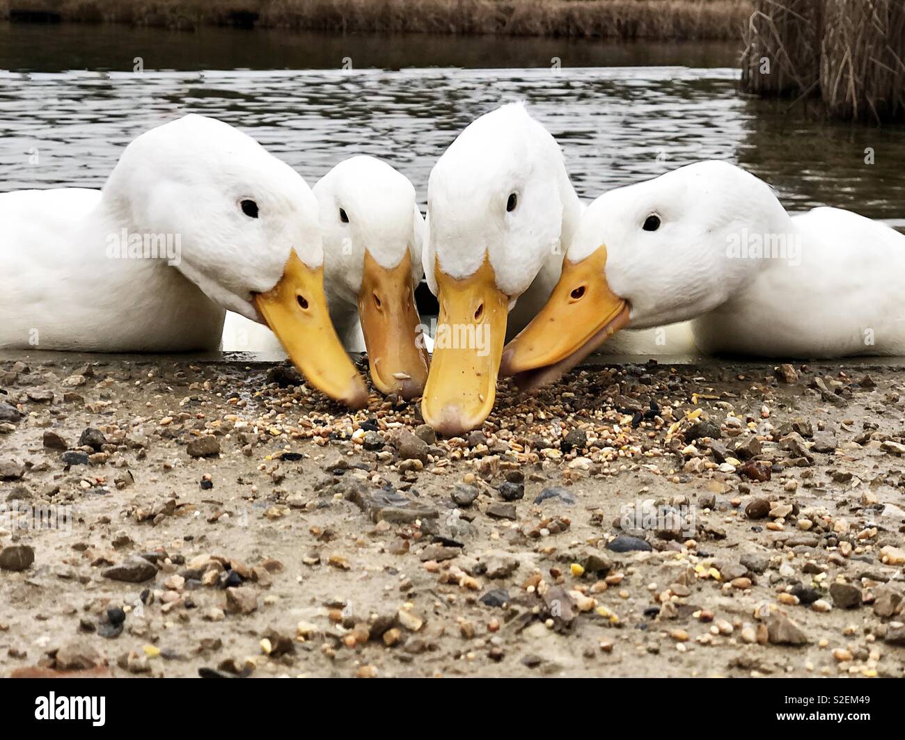 Quatre canards avec AmericanPekin blanc bec orange ensemble - Image de stock capturée avec un smartphone