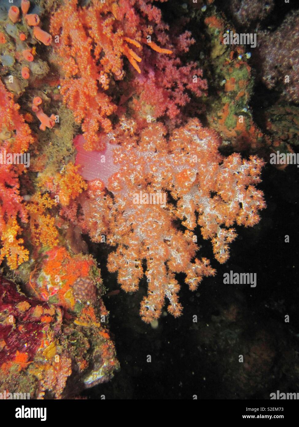 Soft coral Maldives Banque D'Images