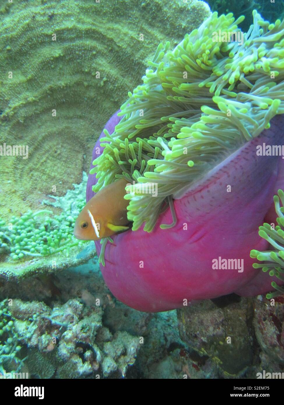 Poisson de l'anémone rose. Maldives Banque D'Images