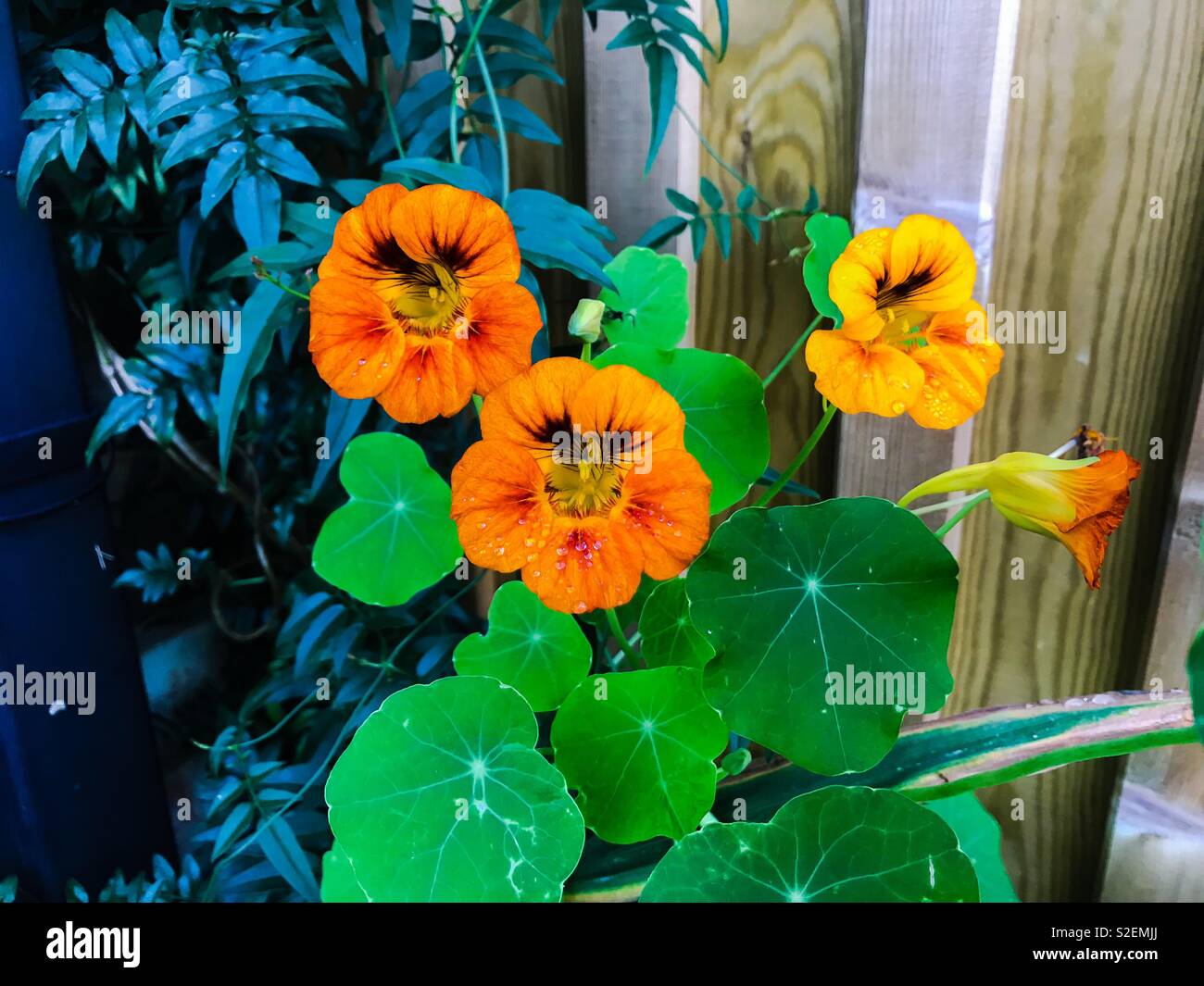 Fleurs de cresson indien - Image de stock capturée avec un smartphone
