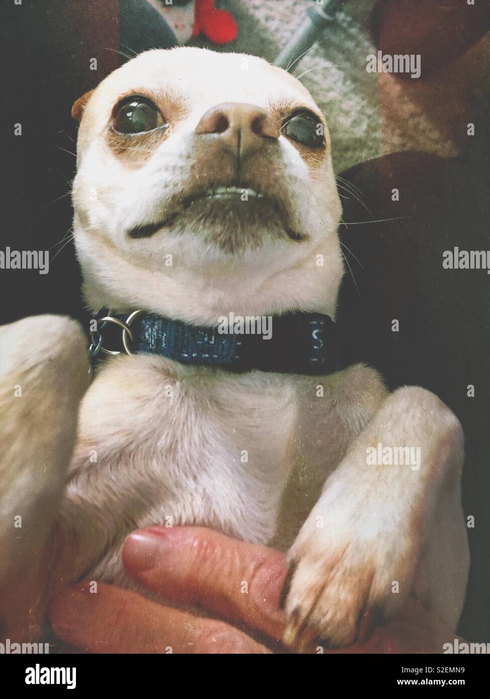 Un chihuahua sur son dos bénéficiant d'animaux domestiques. Banque D'Images