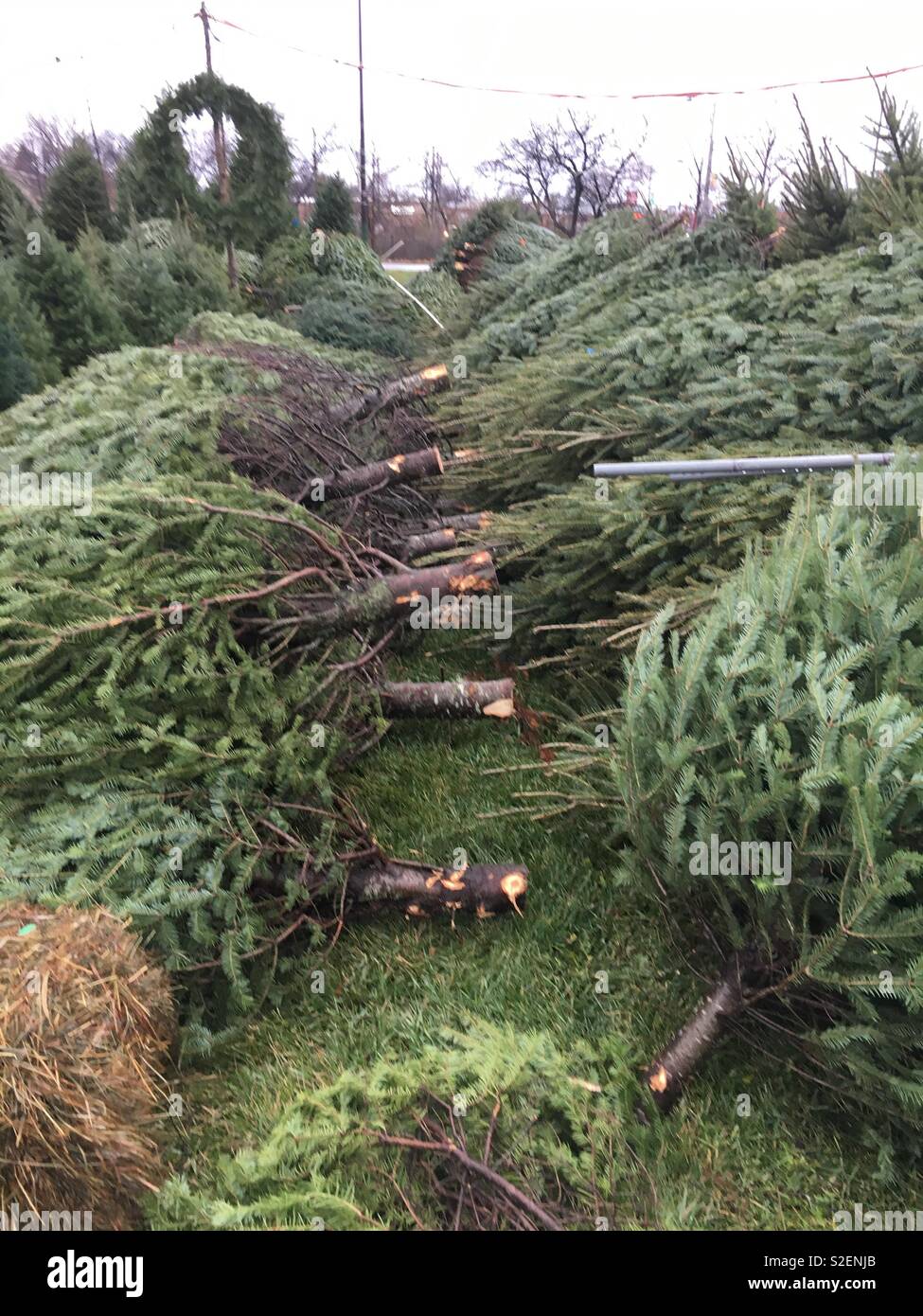 Des arbres de Noël empilés et prêt à être vendus à l'Harlem Avenue arbre de Noël près de I94. Banque D'Images