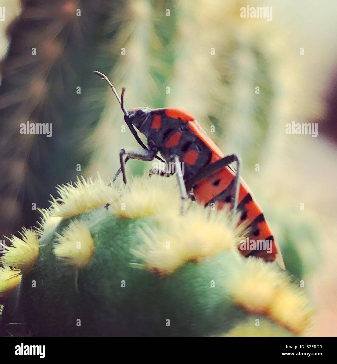 Un scarabée sur un cactus. Banque D'Images