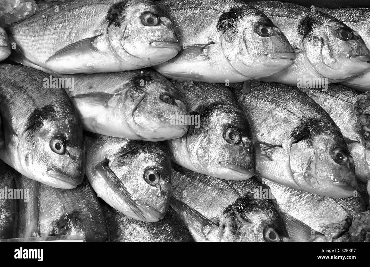 Daurade (Durade) pour la vente dans un marché aux poissons. Banque D'Images