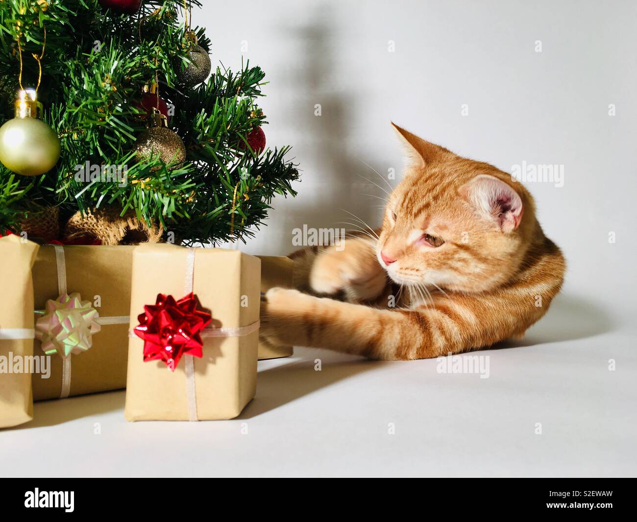 Ginger tabby cat kitten playing avec un cadeau de Noël sous l'arbre Banque D'Images