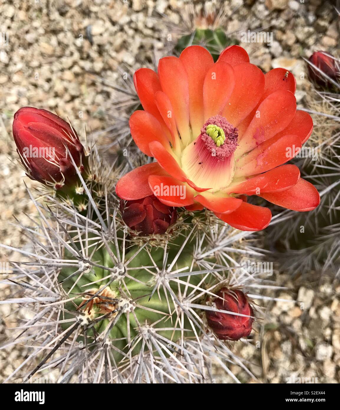 Cactus Flower orange vif Banque D'Images