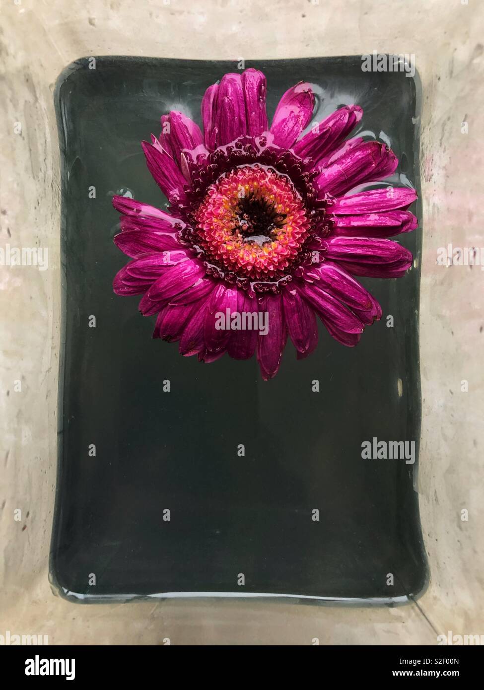 Seul gerbera rose daisy flower head flottant à l'intérieur d'un vase rectangulaire avec trouble de l'eau de l'usine. - Image de stock capturée avec un smartphone Seul gerbera rose daisy flower head flottant à l'intérieur d'un vase rectangulaire avec trouble de l'eau de l'usine. - Image de stock capturée avec un smartphone