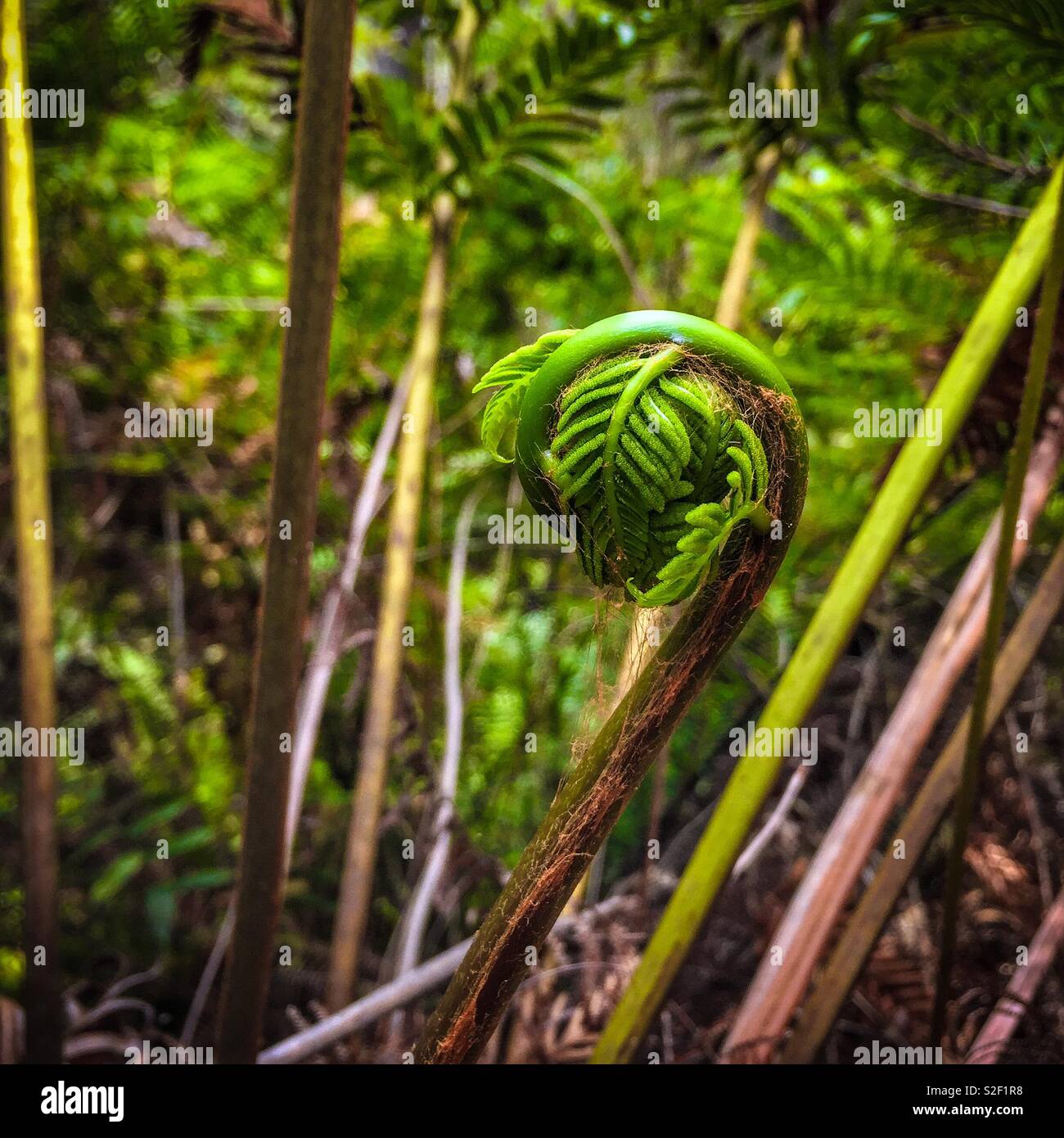 Une nouvelle fronde se déploie sur un arbre-de-Vénus (Dicksonia antarctica), Parc National de Blue Mountains, NSW, Australie Banque D'Images