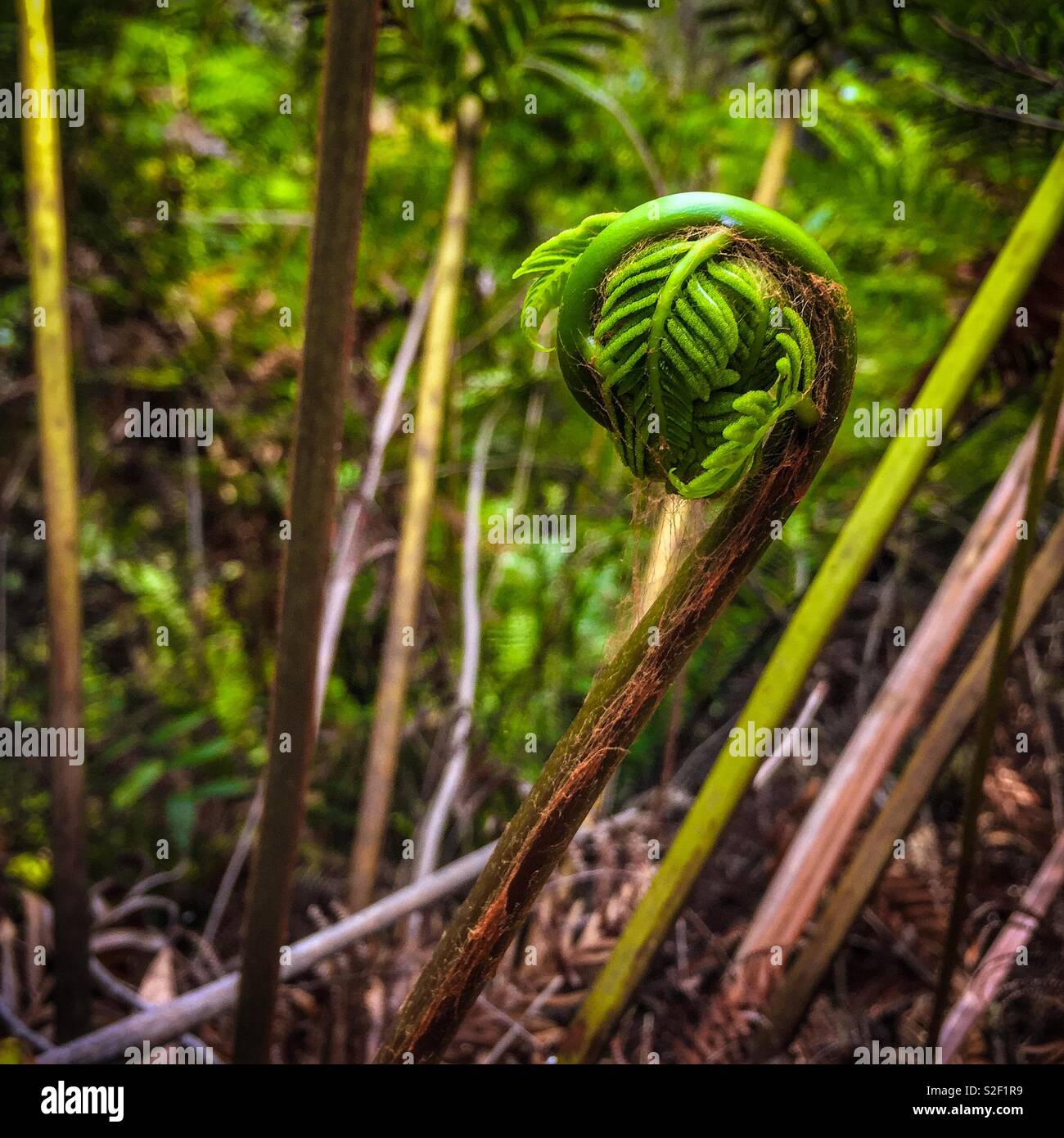 Une nouvelle fronde se déploie sur un arbre-de-Vénus (Dicksonia antarctica), Parc National de Blue Mountains, NSW, Australie Banque D'Images