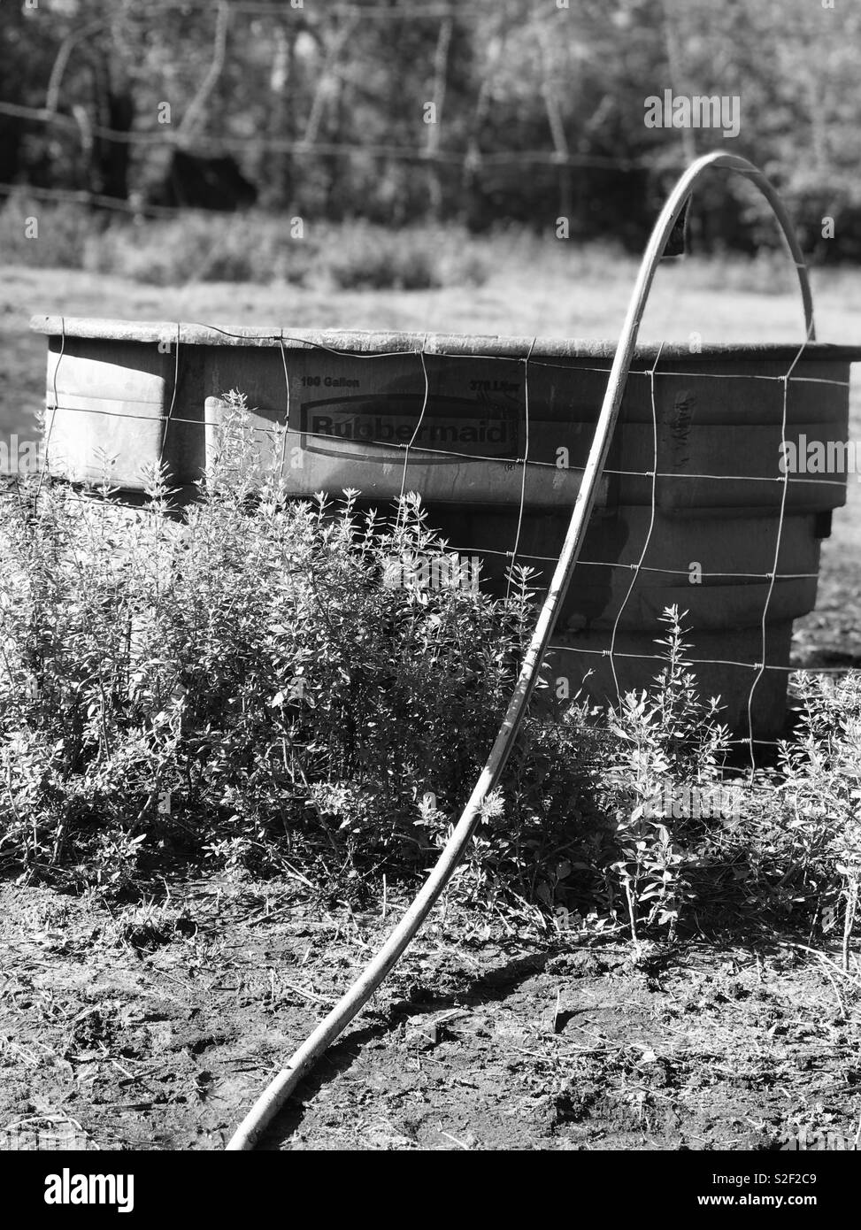 Remplir le réservoir d'eau du cheval dans les bois de la Géorgie du Sud. Banque D'Images