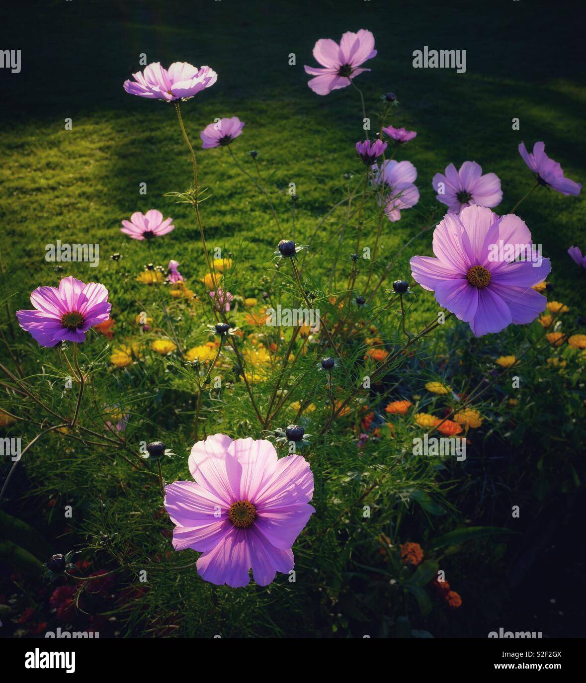 Fleurs roses dans le jardin - Image de stock capturée avec un smartphone