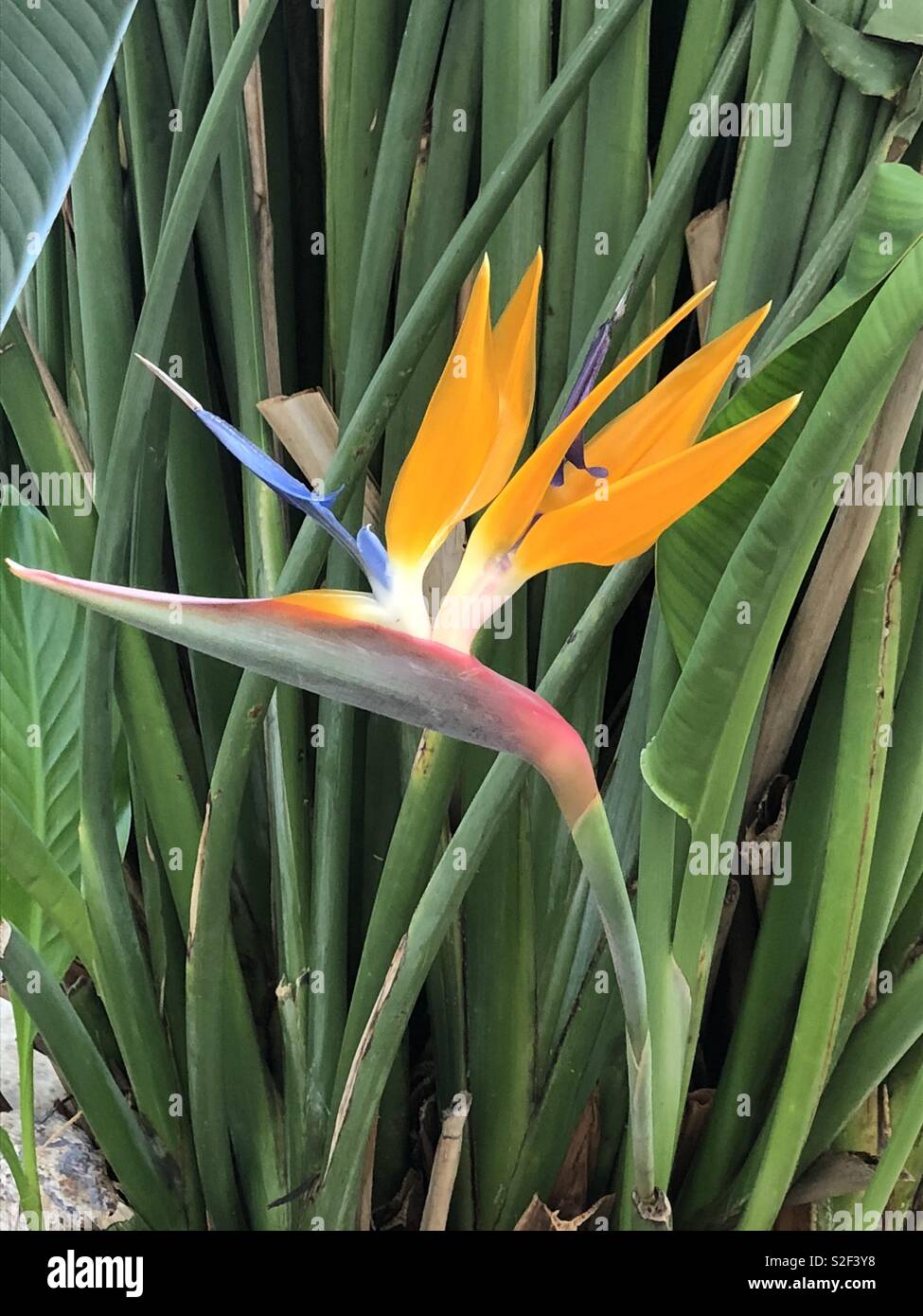 Oiseau du Paradis - Image de stock capturée avec un smartphone