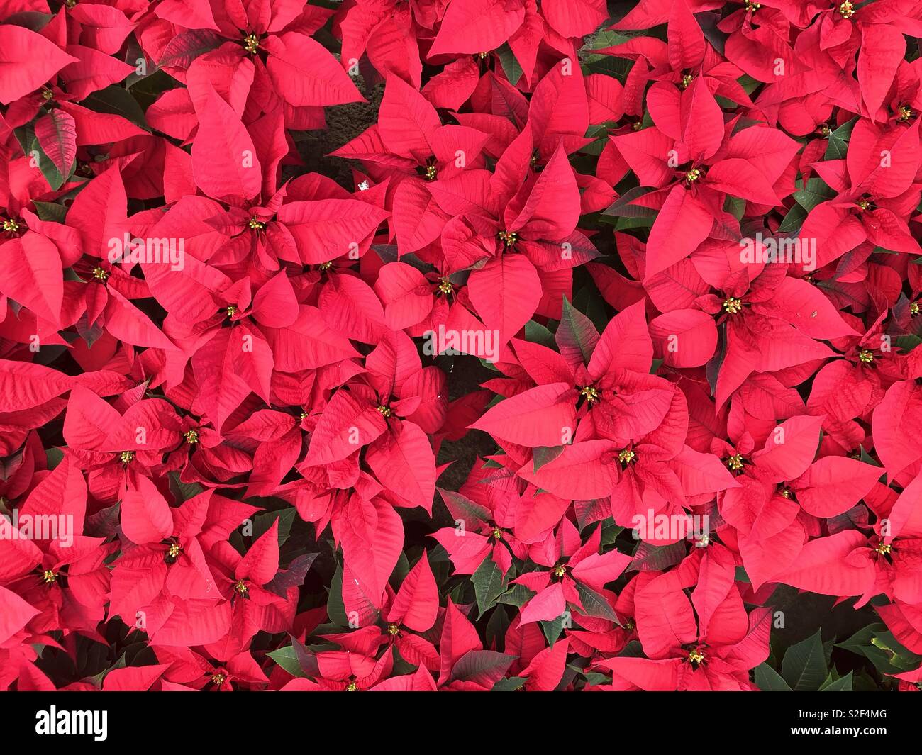 Beaucoup de plantes poinsettia d'en haut - Image de stock capturée avec un smartphone
