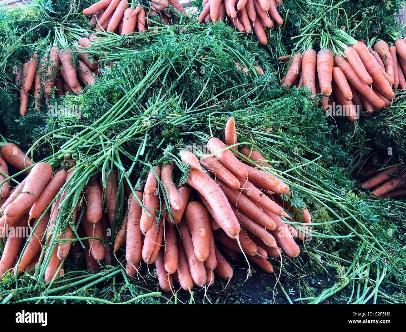 Des carottes pour la vente à un souk à Agadir, Maroc, Afrique Banque D'Images