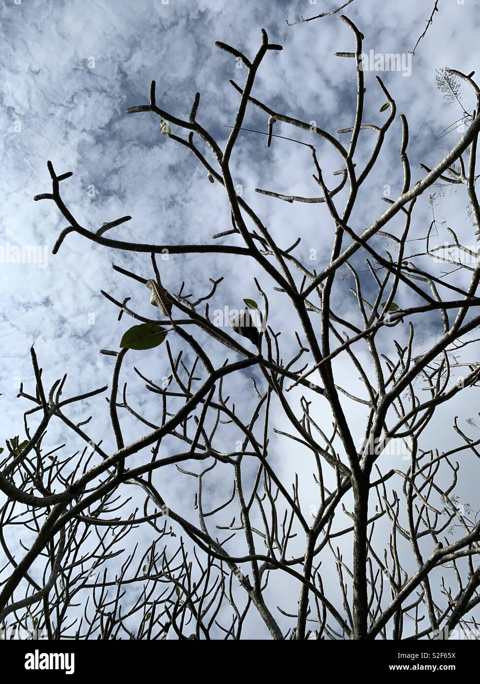 Arbre de vie - Image de stock capturée avec un smartphone