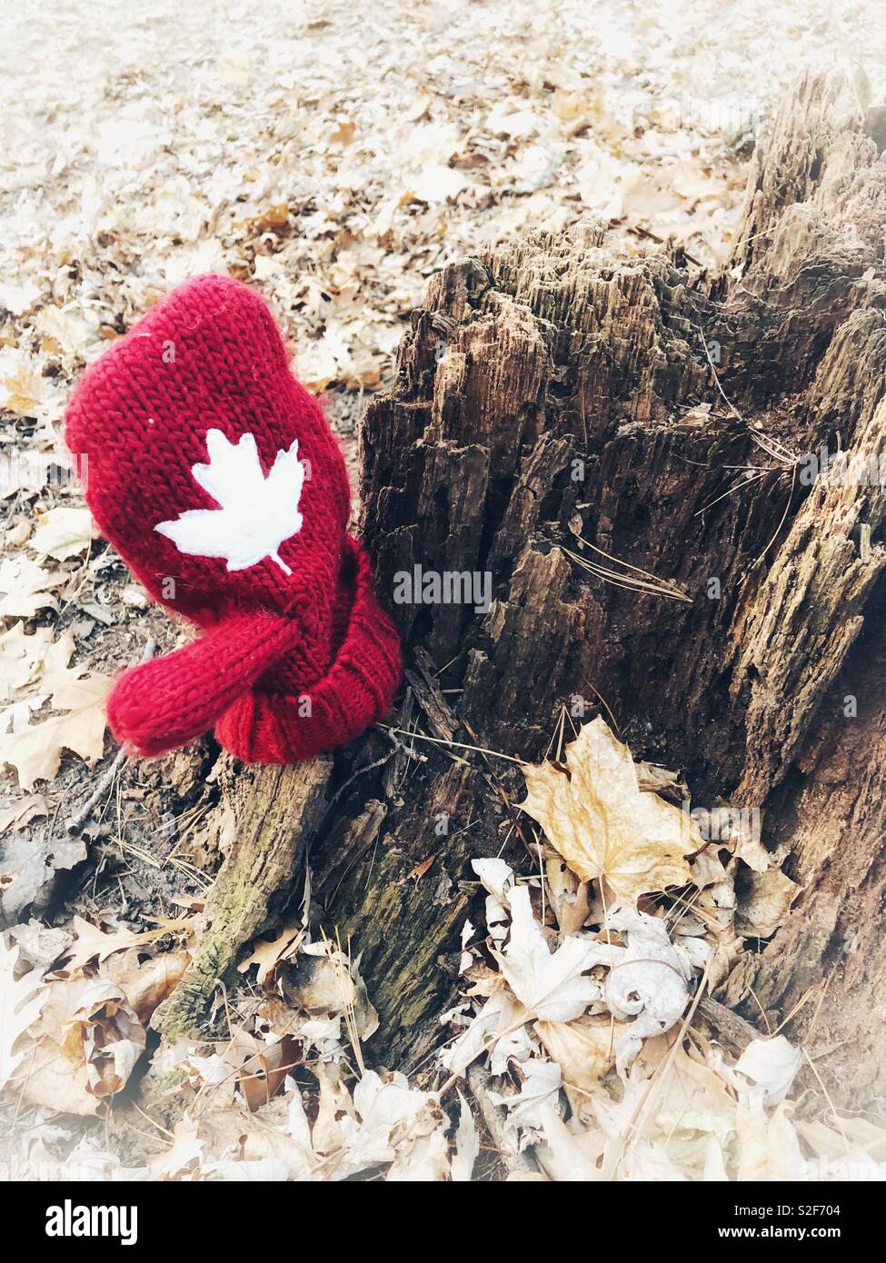 La perte d'un moufle rouge placé sur une souche d'arbre dans les bois. Banque D'Images