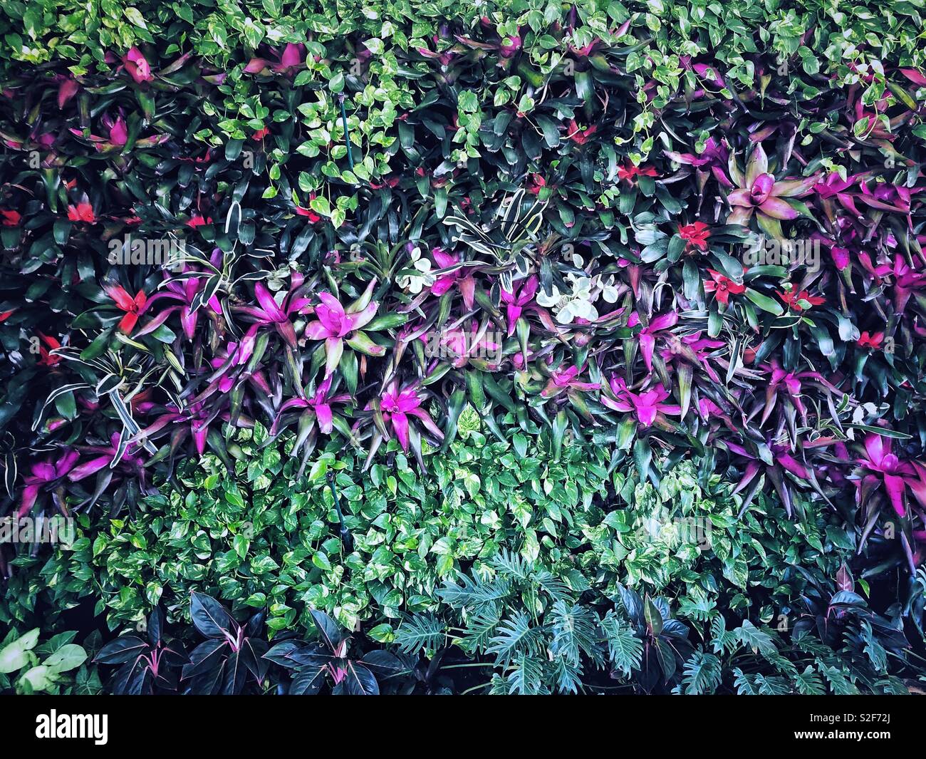 Mur de plantes tropicales couvrant musée Dalí de Saint Petersburg, Floride Banque D'Images
