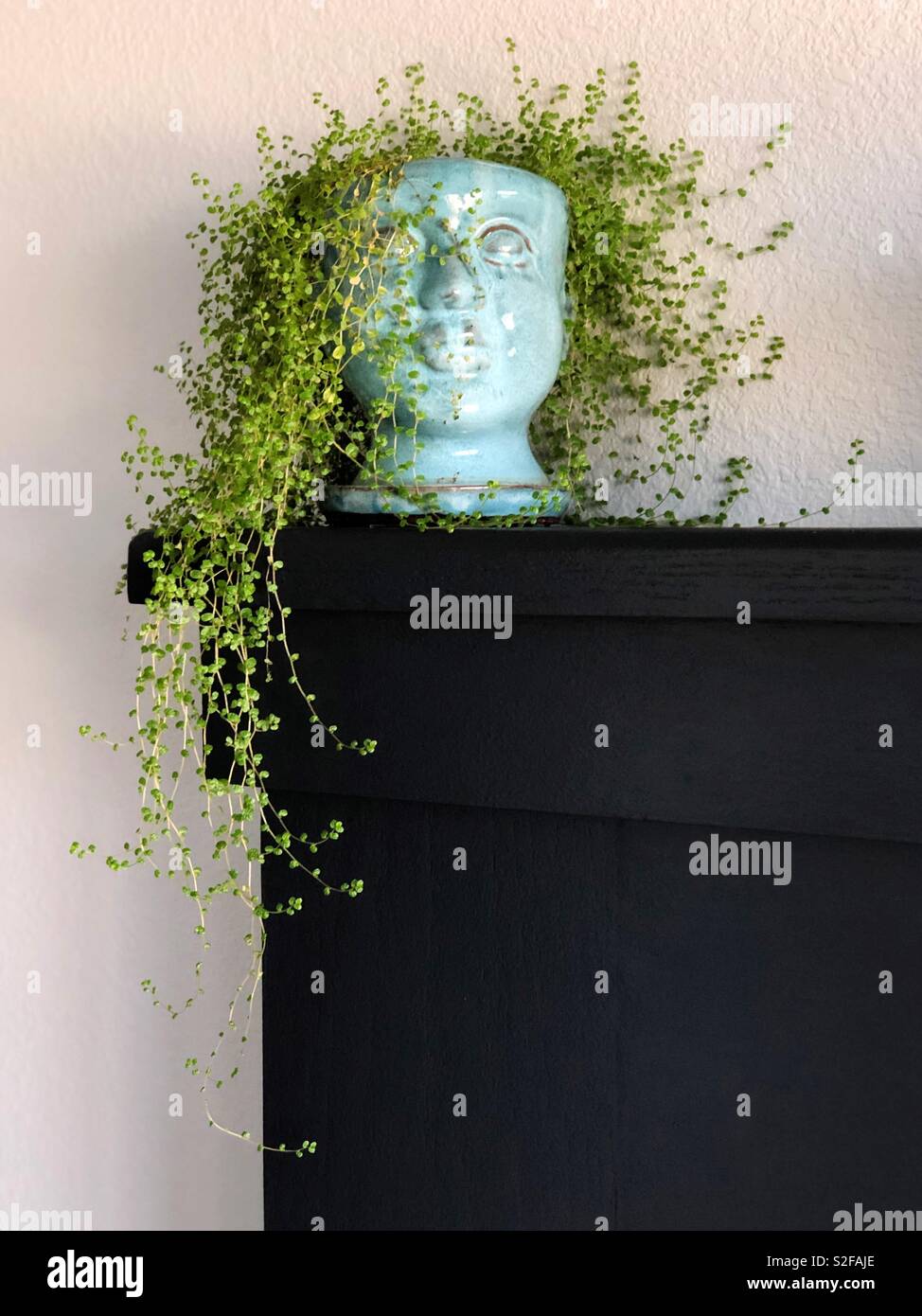 Une Plante Qui Ressemble A Un Cheveux De La Femme Photo Stock Alamy