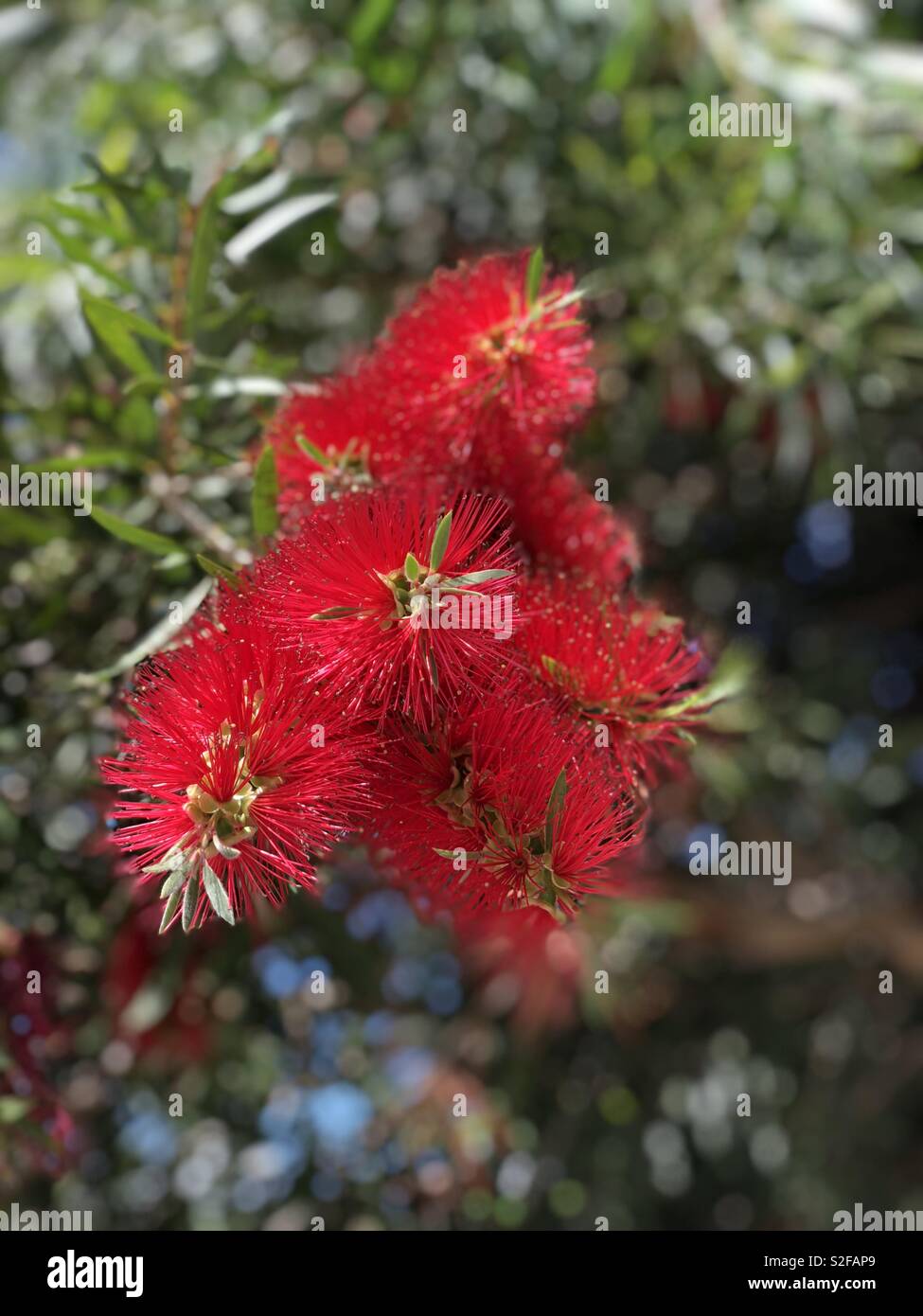 Bottlebrush australienne Banque D'Images