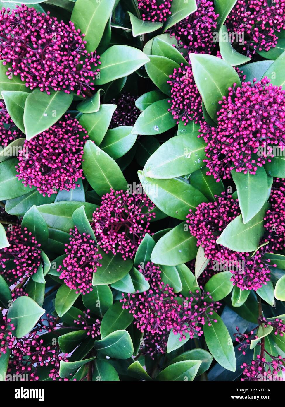 Fleurs et feuilles Magenta - Image de stock capturée avec un smartphone