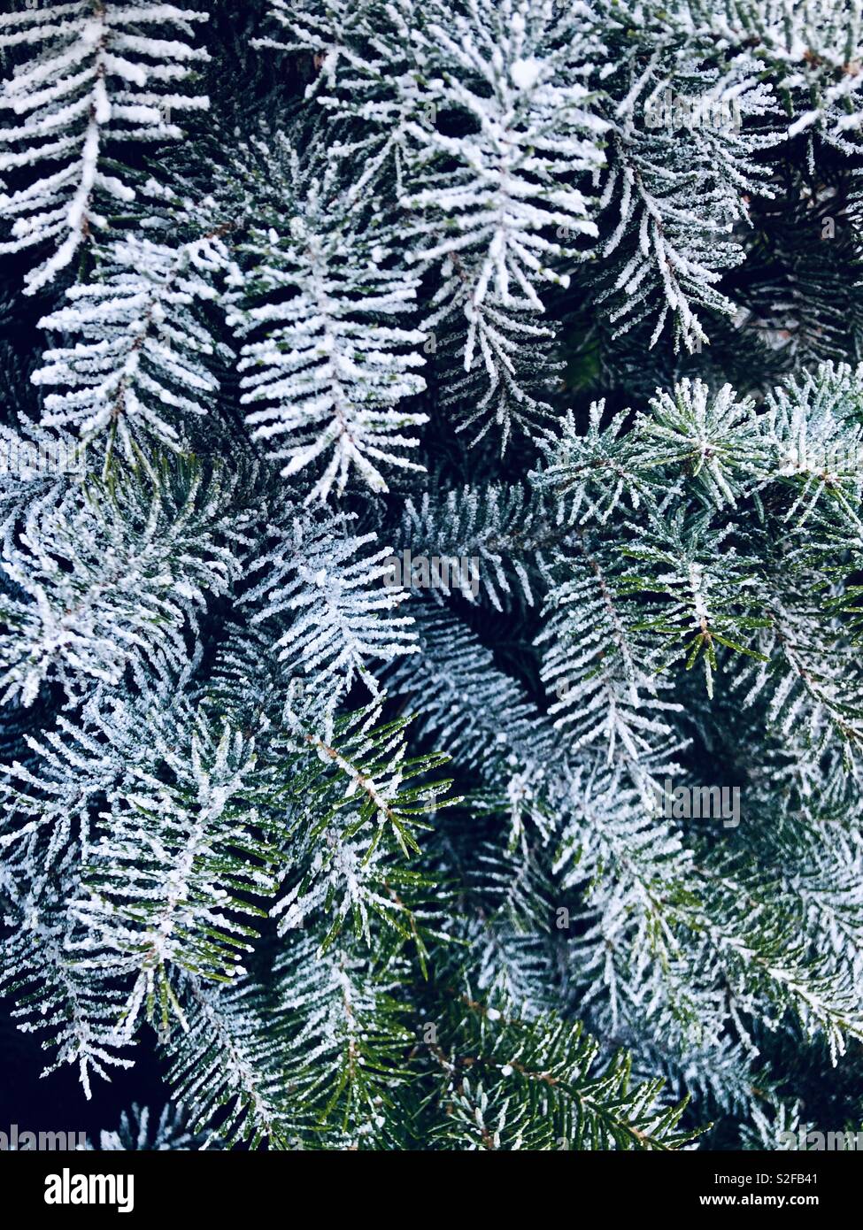 Arbre de Noël avec de la neige gelée à close up - Image de stock capturée avec un smartphone