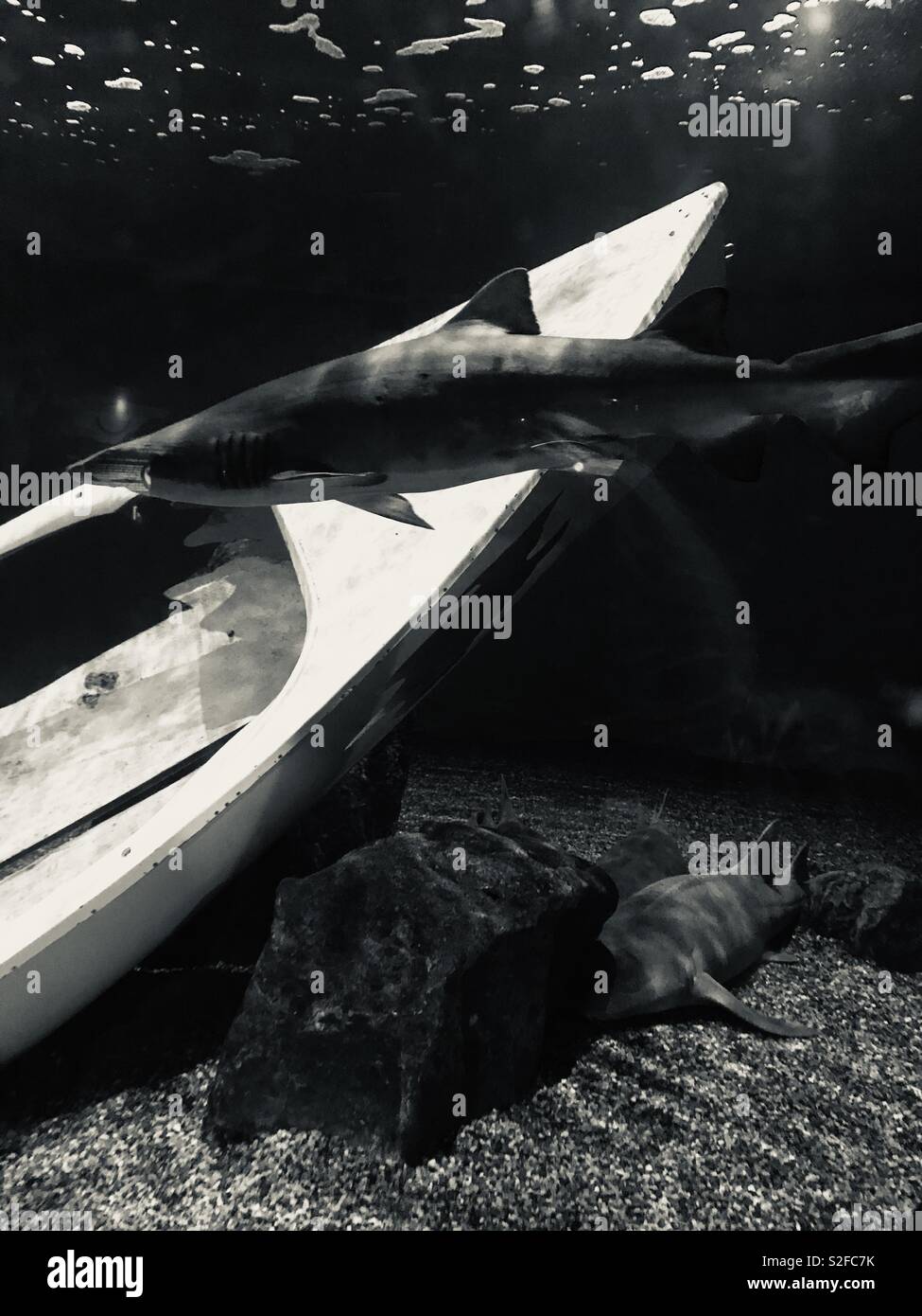 Requin Banque D'Images