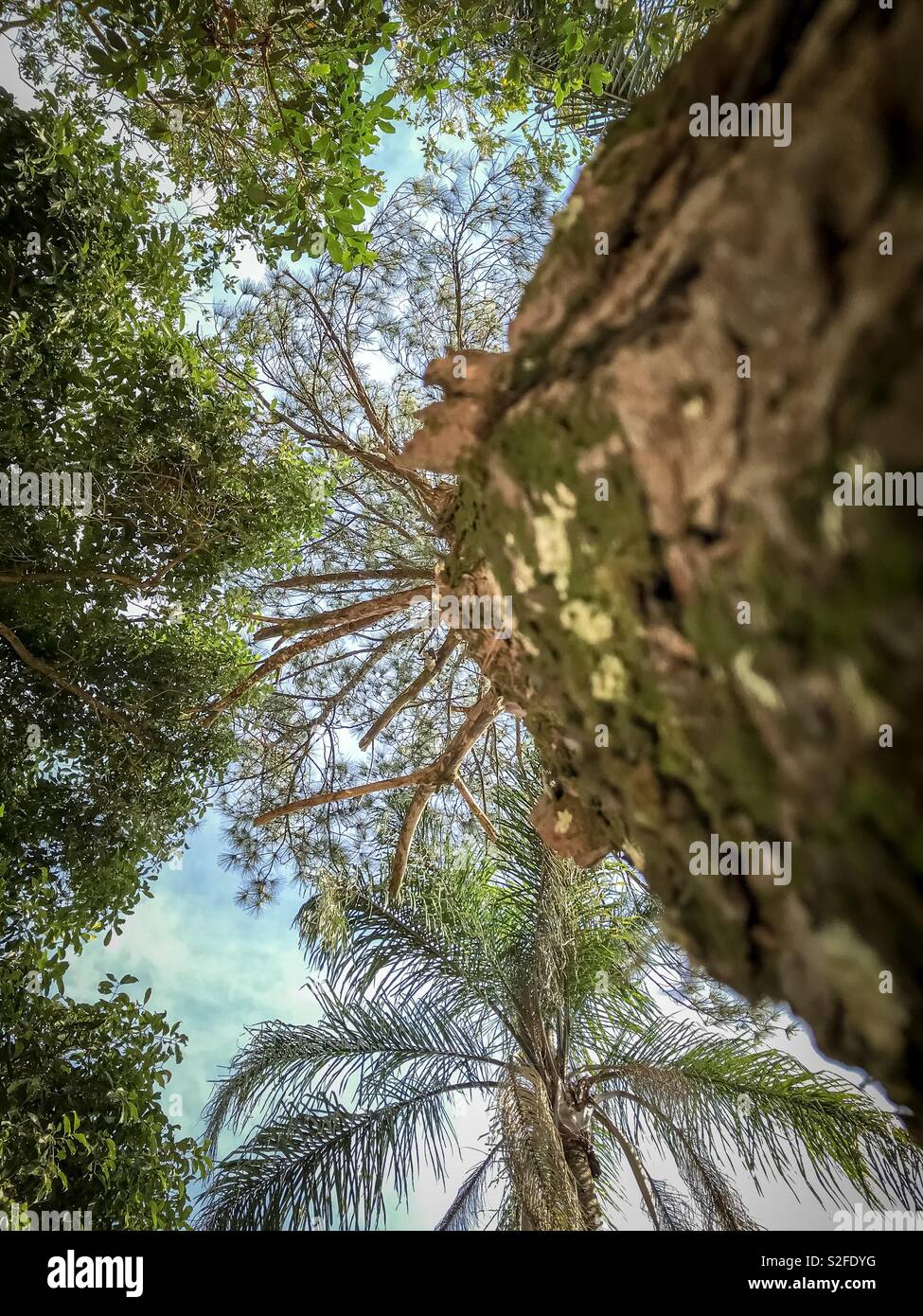 Grand arbre vu de l'angle faible - Image de stock capturée avec un smartphone