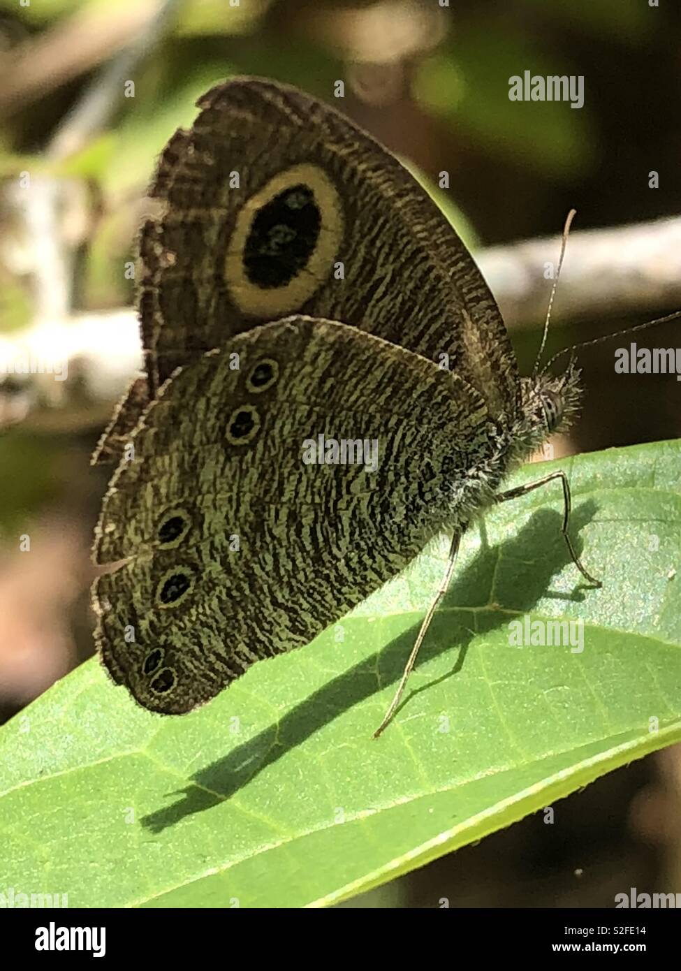 Papillon sur Quitter Banque D'Images