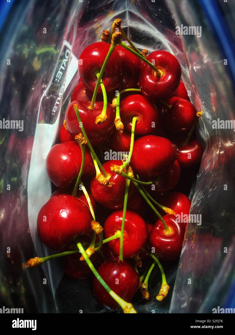 Cerises fraîchement cueillies dans un sac zip lock Banque D'Images