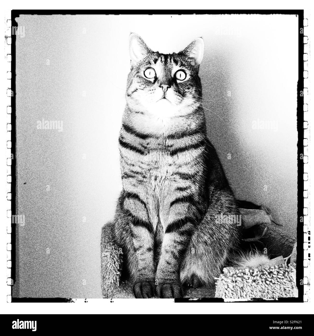 Chat tigré assis sur la perche en noir et blanc Banque D'Images