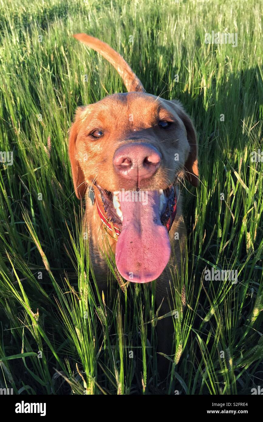 Portrait of a yellow labrador retriever dog standing in tall les champs avec sa longue langue de bois après un jeu ludique Banque D'Images
