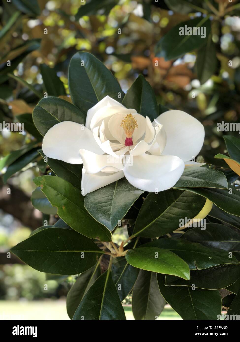 Magnolia grandiflora. Jardins botaniques de Sydney. Banque D'Images