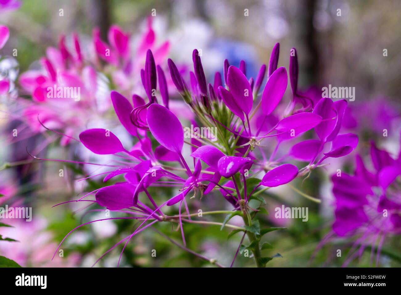 L Amour Est Complique Photo Stock Alamy