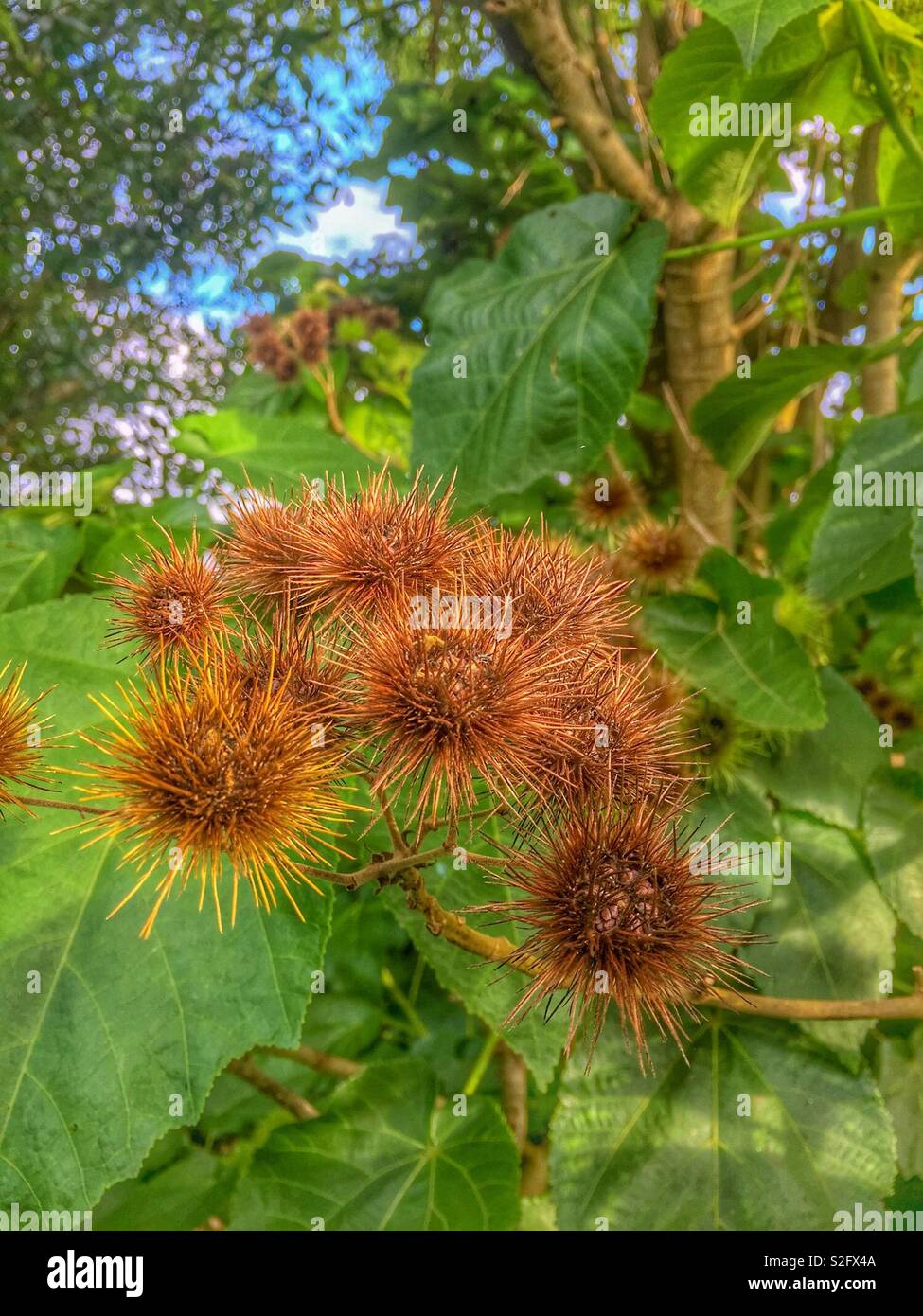 Porcupine marron boutons de fleurs sur un fond vert foncé Banque D'Images