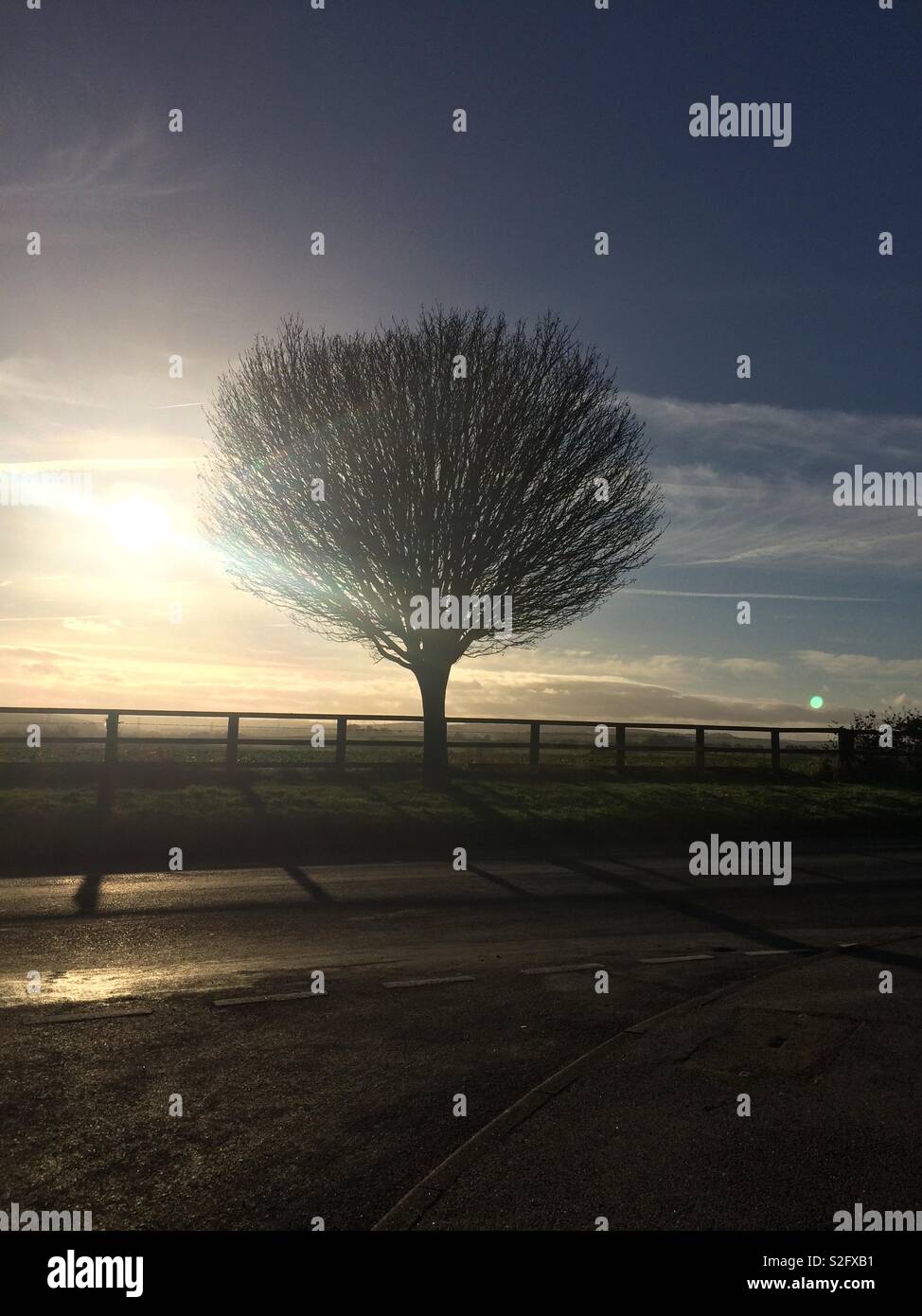 Arbre sur un jour d'hiver ensoleillé Banque D'Images