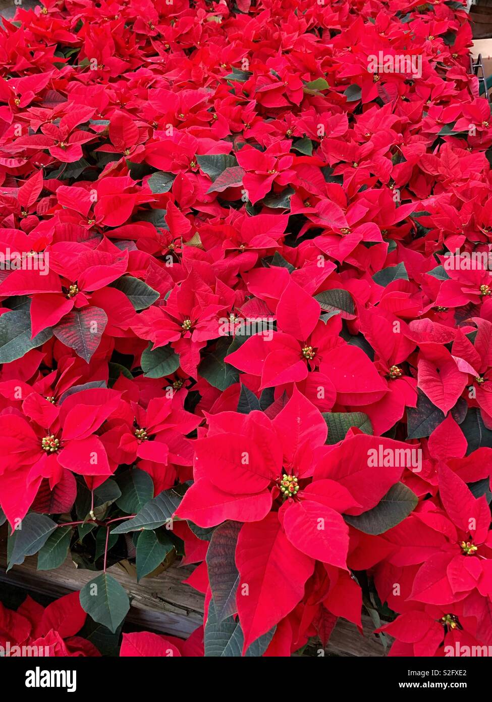 Les poinsettias dans green house - Image de stock capturée avec un smartphone