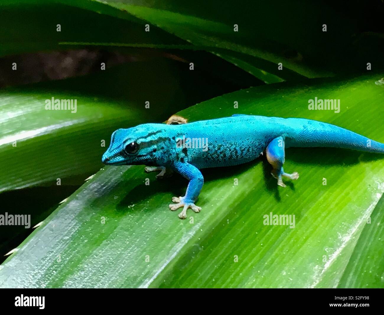 Gecko Nain Turquoise, captive. Originaire de Tanzanie. Banque D'Images