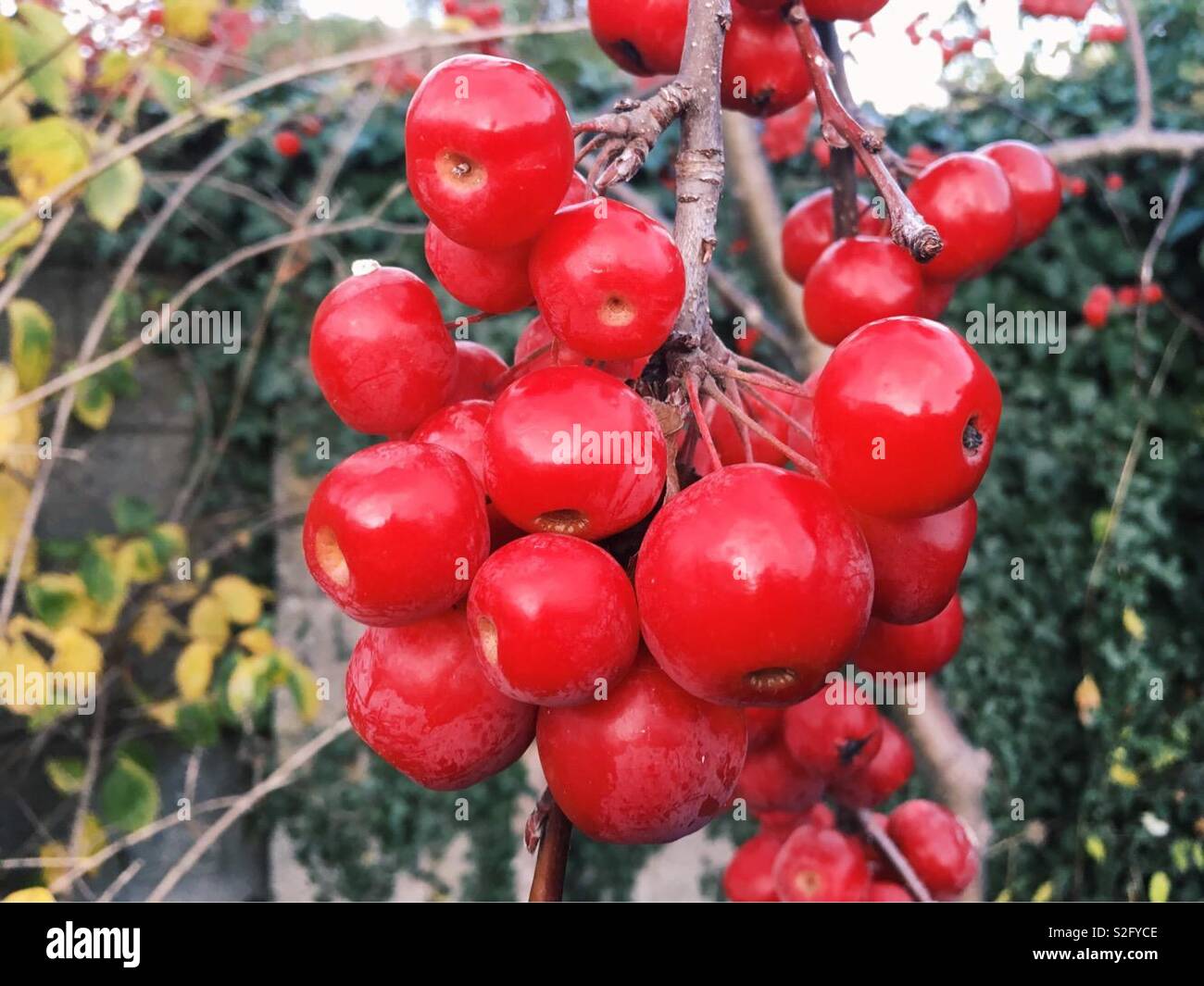 Un tas de pommes du crabe rouge suspendu à une branche d'un pommier arbre. Montrant leurs couleurs rouge vif en janvier, les oiseaux les trouver très savoureux. Banque D'Images