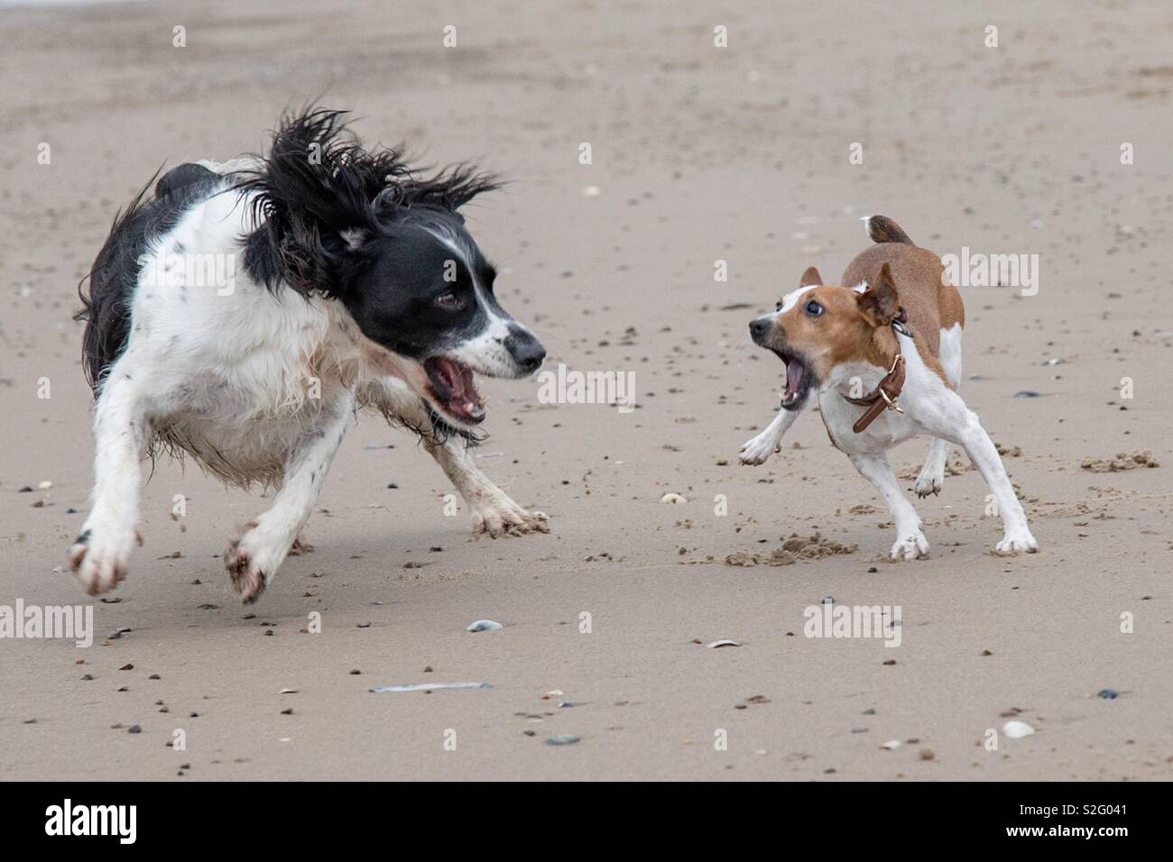 Les chiens jouant sur la plage Banque D'Images