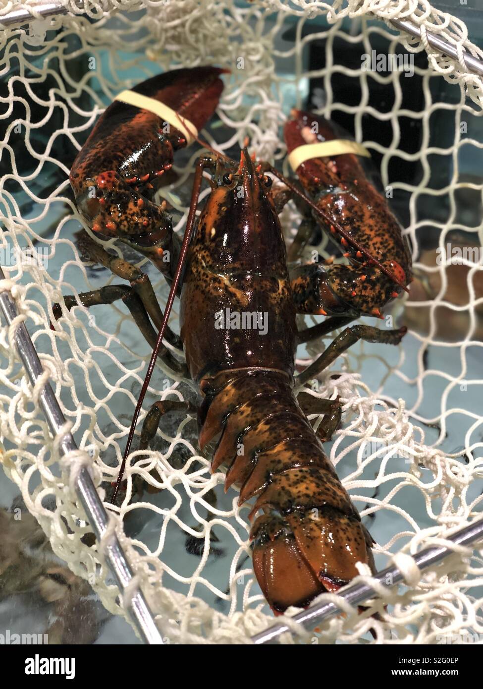 Le homard dans un filet du marché aux poissons - Image de stock capturée avec un smartphone Le homard dans un filet du marché aux poissons - Image de stock capturée avec un smartphone